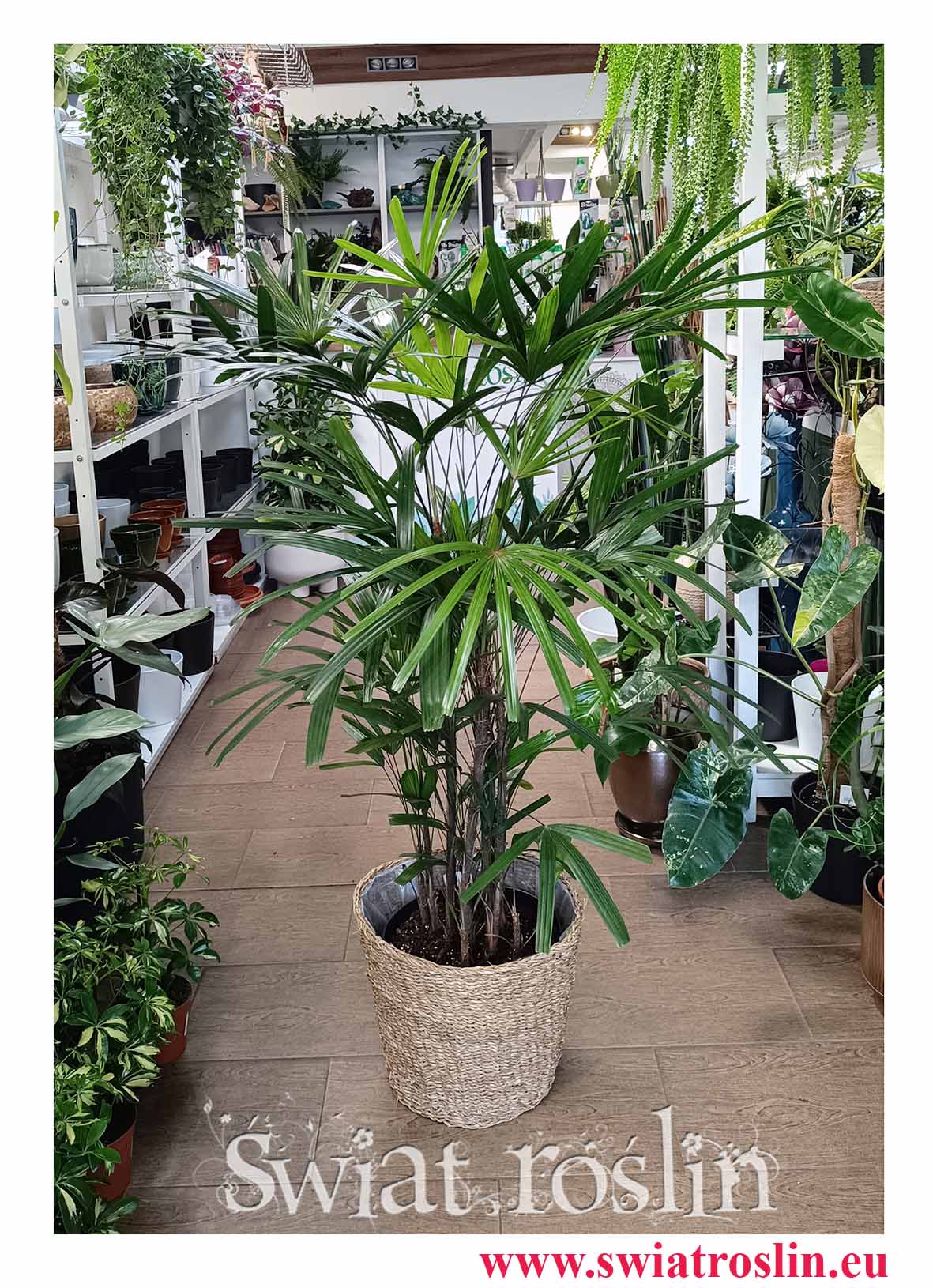 Palma Biczowa, Rapis Wyniosły, Rhapis Excelsa do biura do firmy do hotelu do mieszkania do restauracji do kawiarni do dużej przestrzeni do holu
